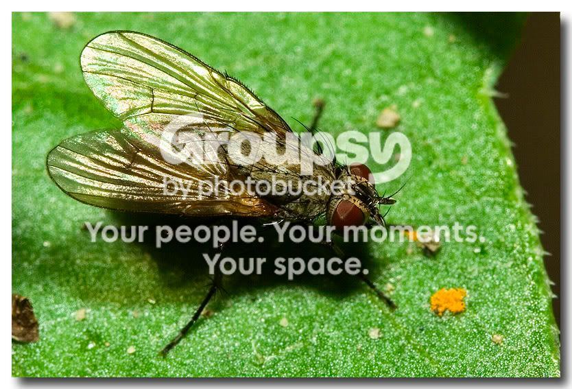 Fly.jpg