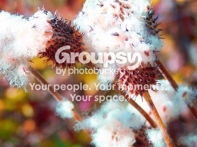 100_3973fluffyweeds-1.jpg