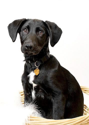 Kathidogadjusted1.jpg