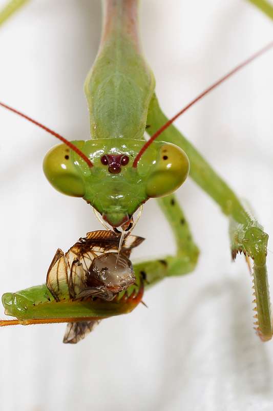 mantis0005533x800jm3.jpg