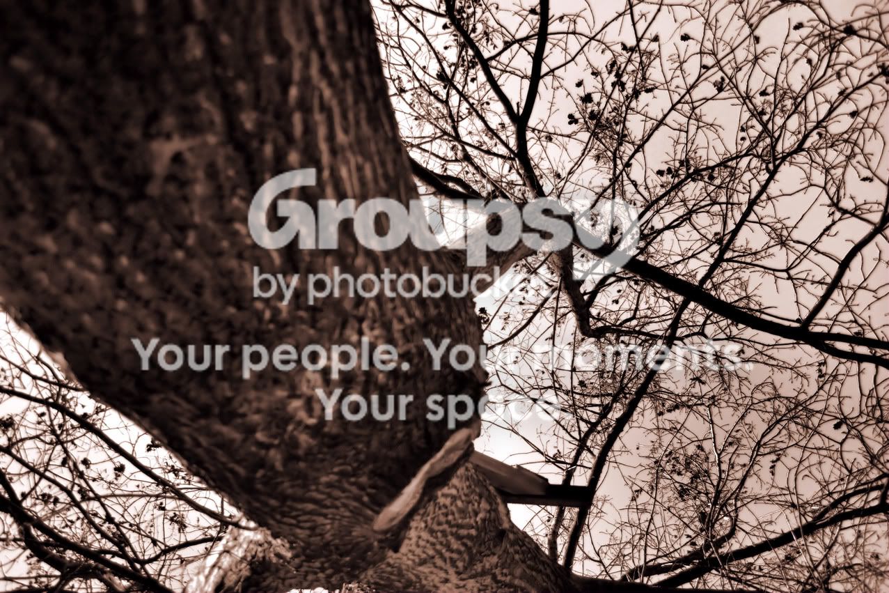 closeuptreeblackandwhite.jpg
