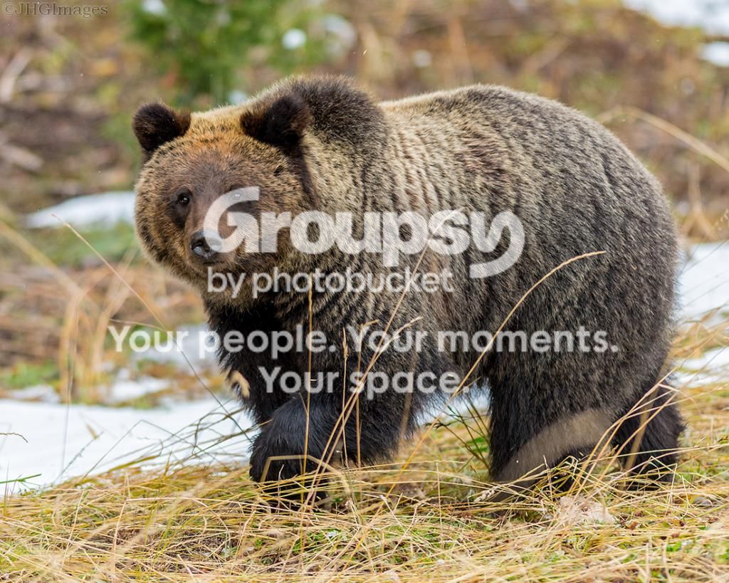 bear2_zpsb2b91521.jpg~original