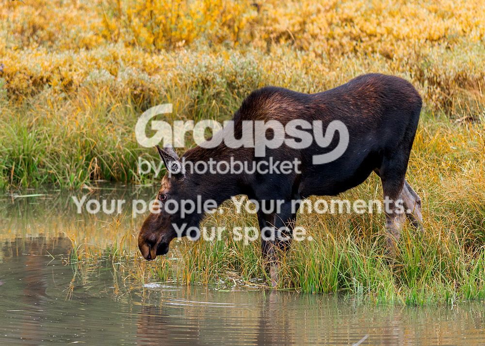 Moose2_zps7c7c2c1a.jpg