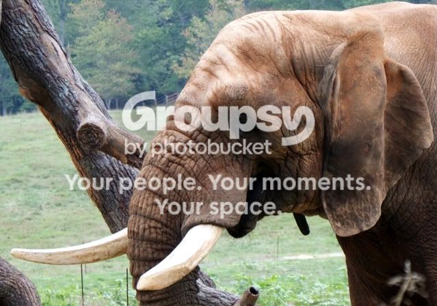 elephantzoom.jpg