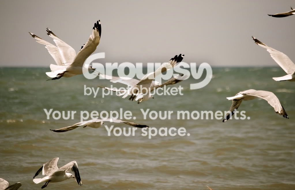 ManySegulls.jpg