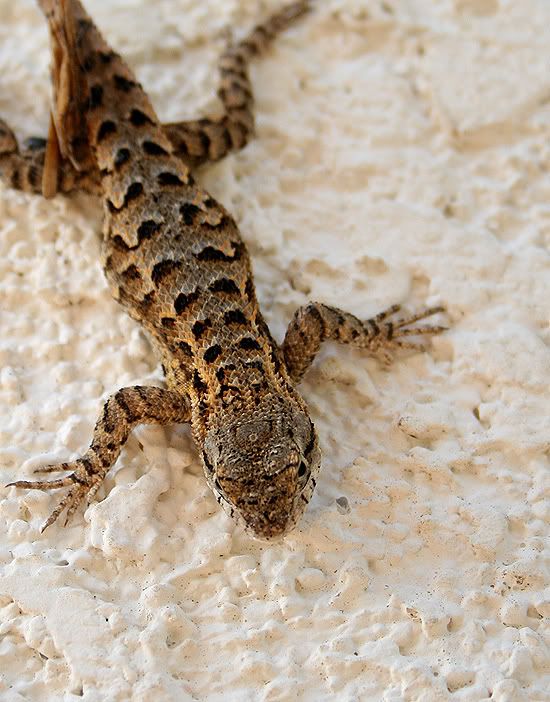 Lizzard2.jpg