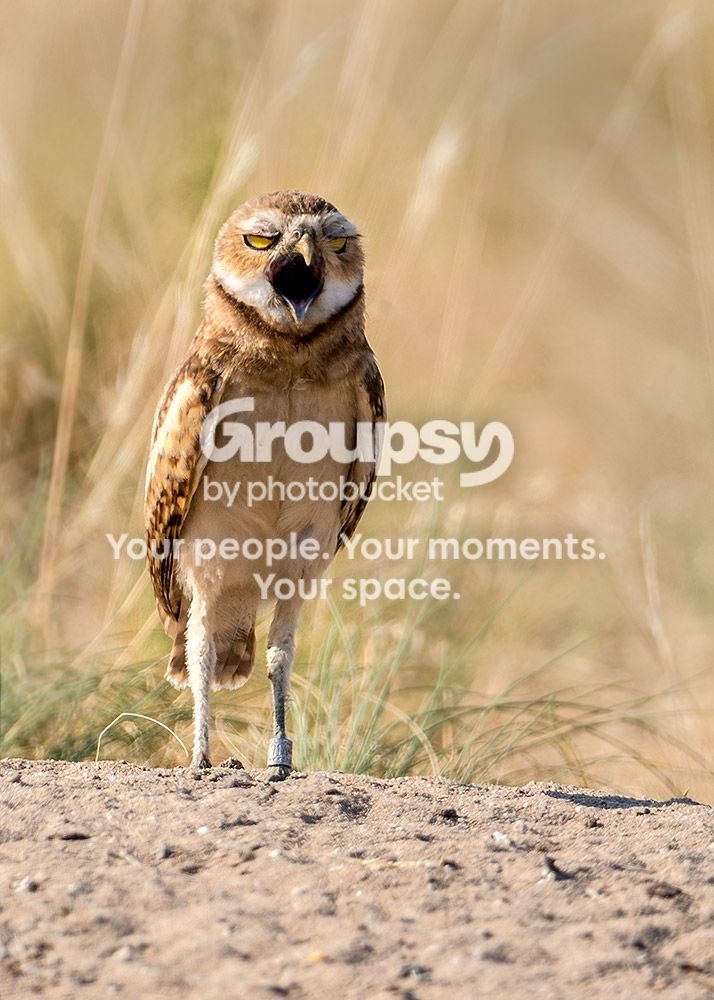 burrowing2_zps72cf3ddb.jpg~original