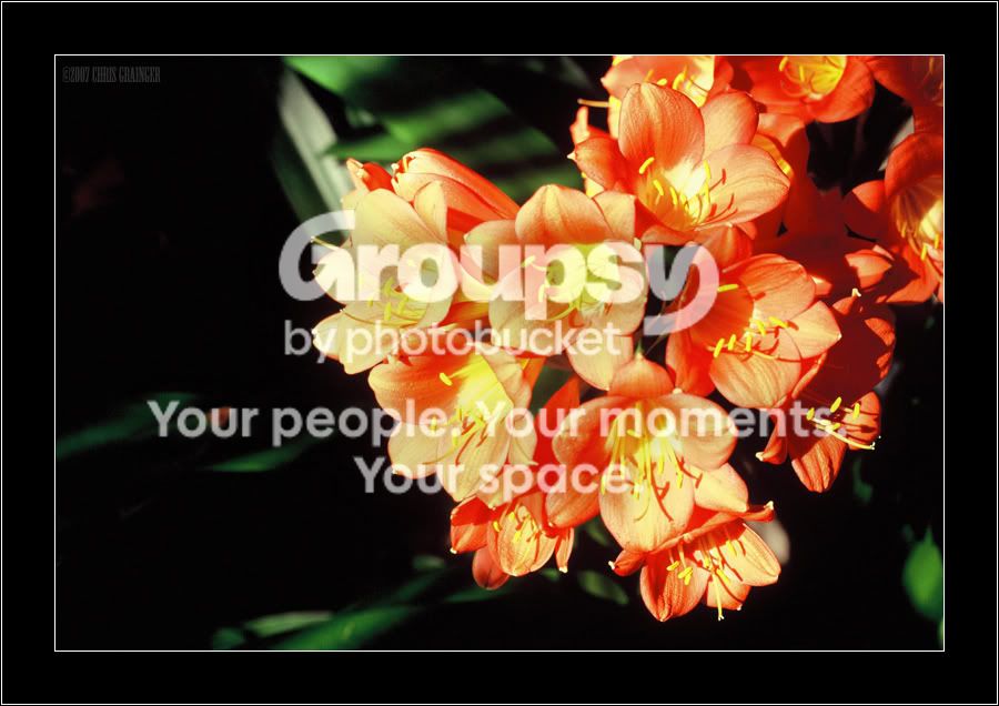 flowersred.jpg