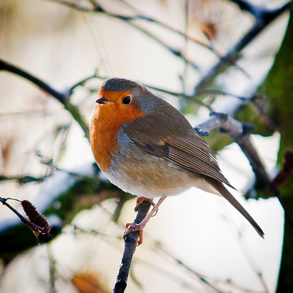 robin-2-1.jpg