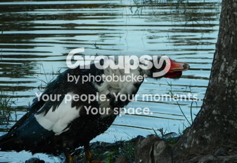 duck2-1.jpg