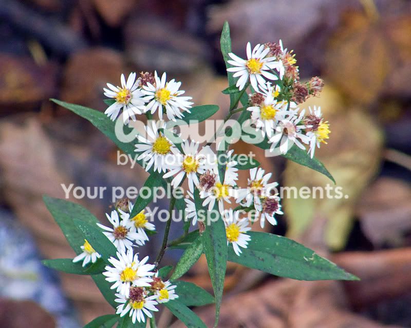 minidaisies2.jpg