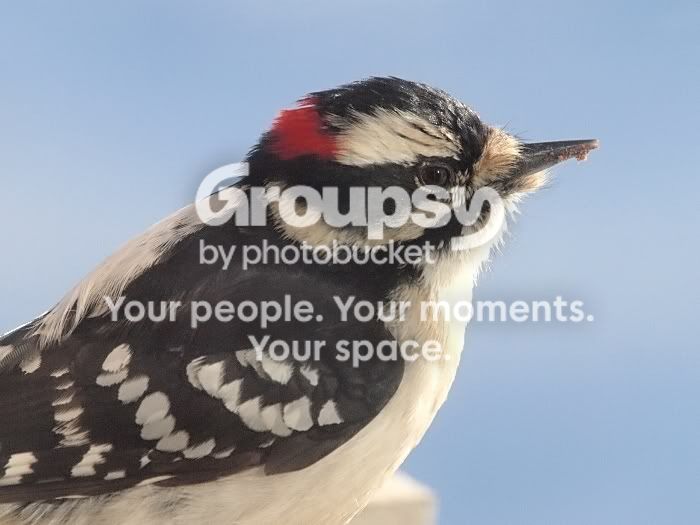 Woodpeckerportrait.jpg