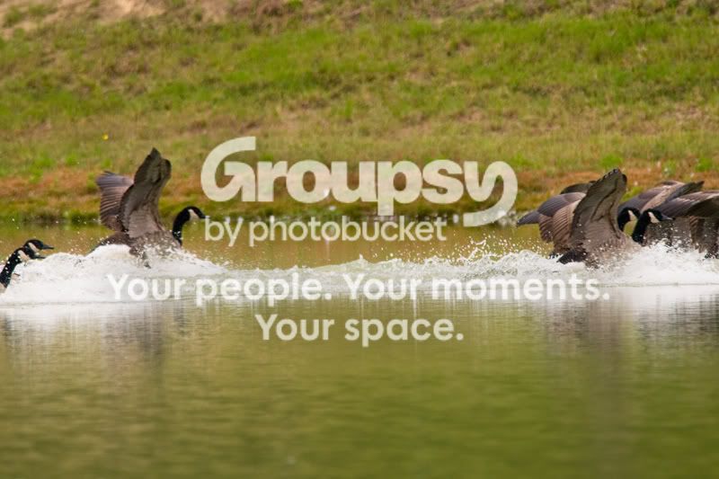 Geese-Landing-12.jpg