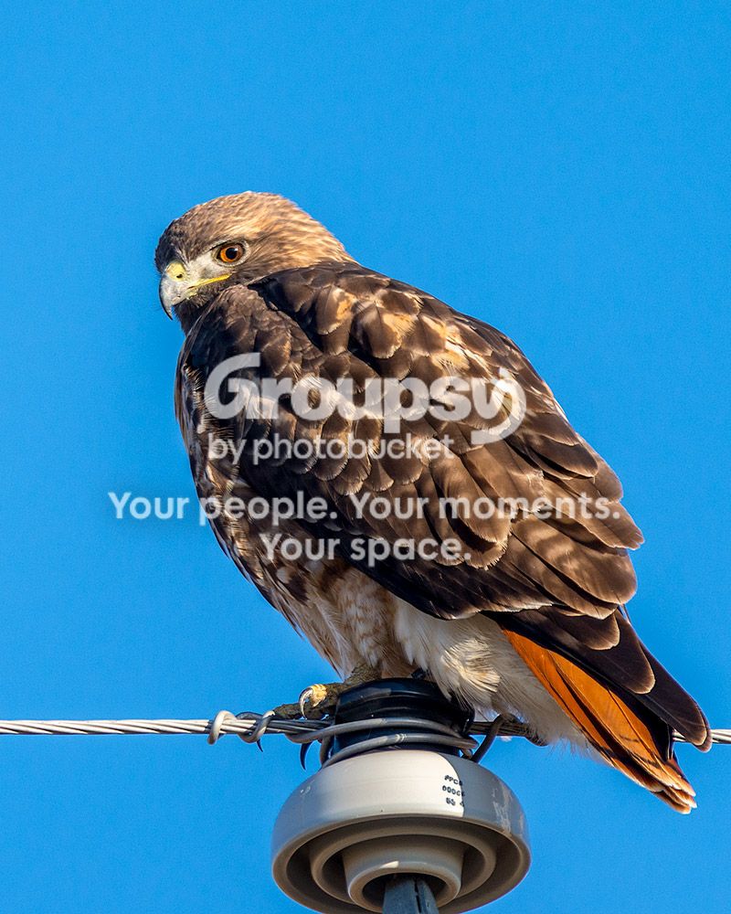 redtail1_zps540329f4.jpg~original