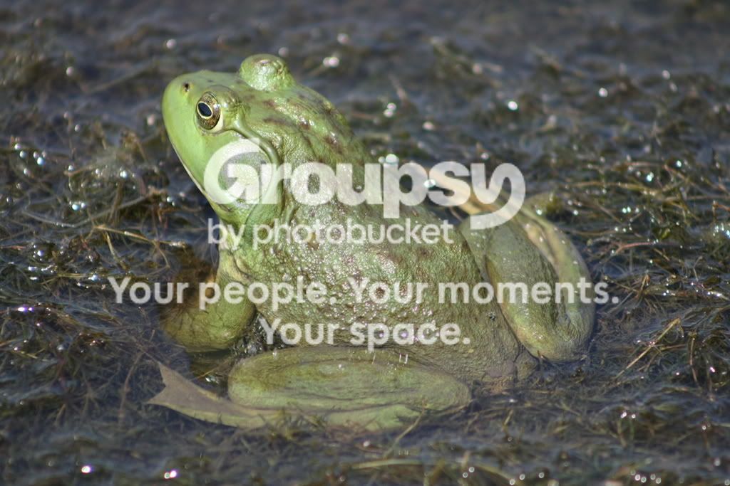frogs4.jpg