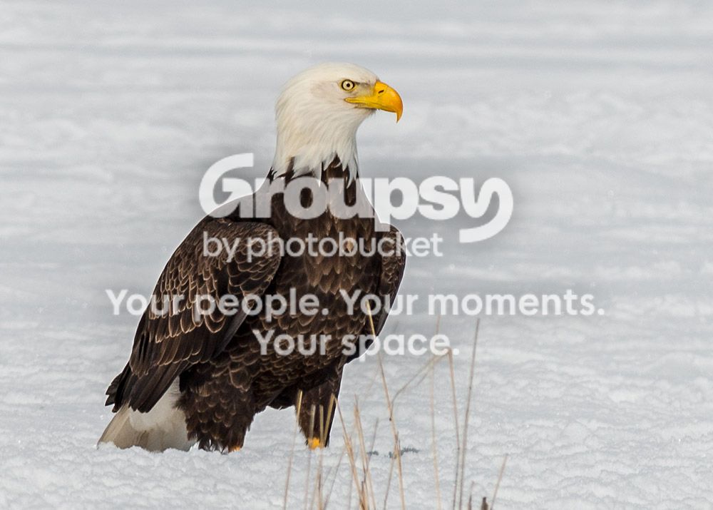 3Eagles_zps52098d59.jpg