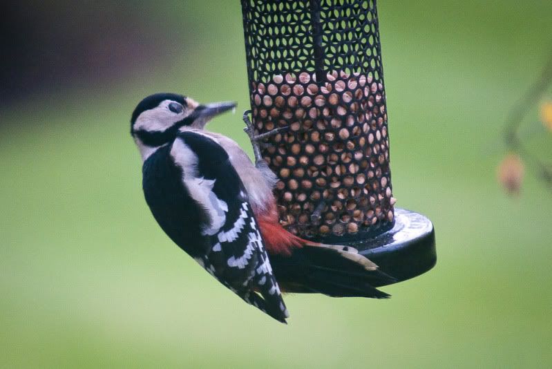 woodie-1.jpg