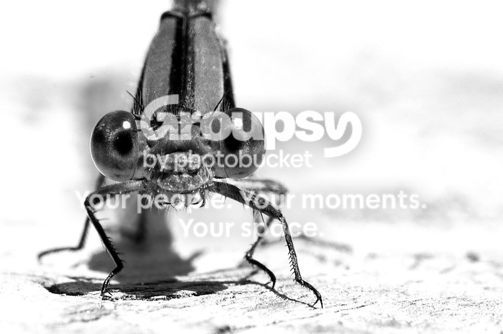 DSC_3075-BW.jpg