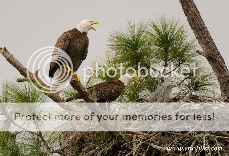 ECD_5938copy.jpg