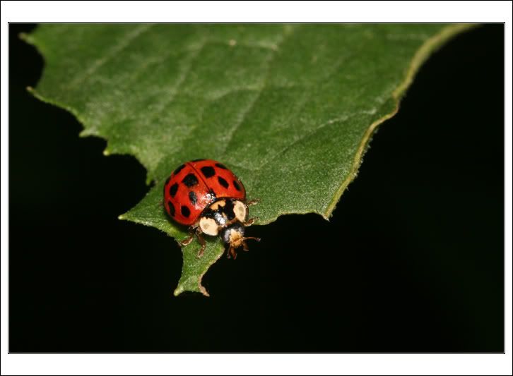 ladybug11.jpg