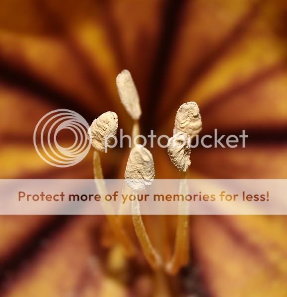 flower-inside.jpg