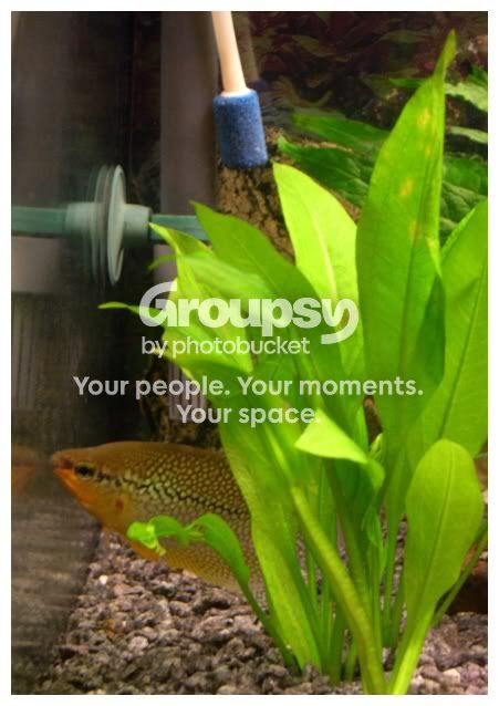 fishyready.jpg