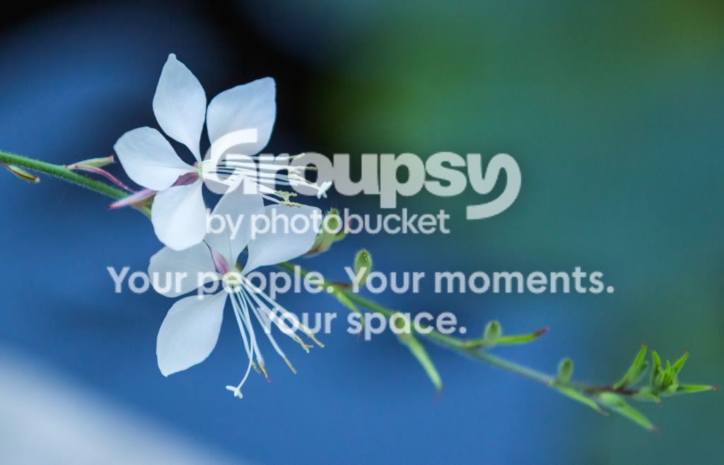 WhiteFlower.jpg