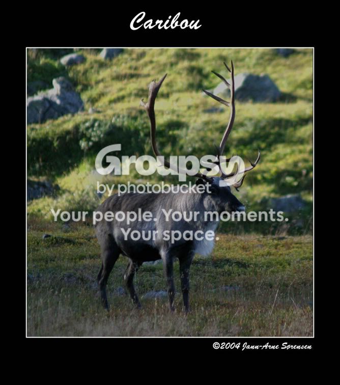 Caribou.jpg