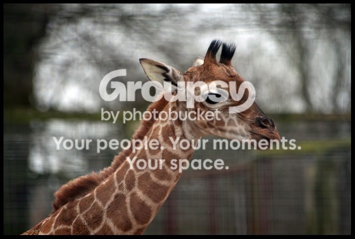 BabyGiraffe.jpg