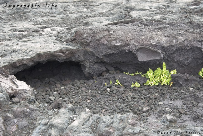 lava_fern.jpg