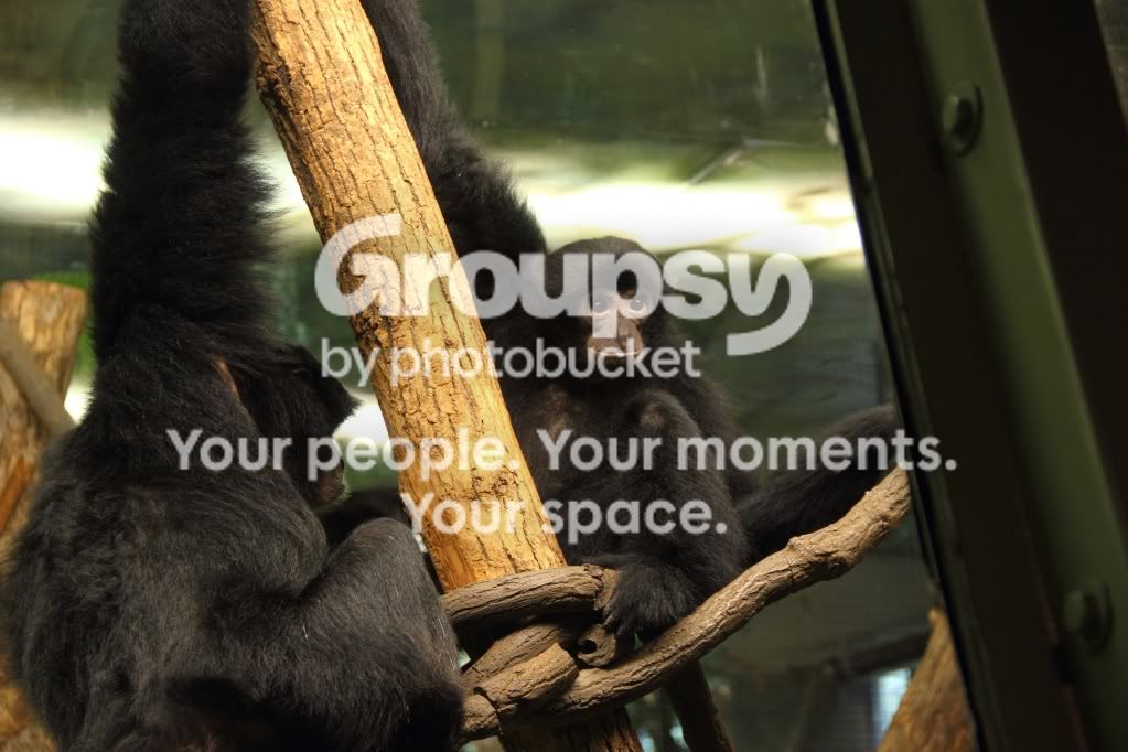 zoo-4.jpg
