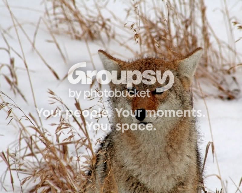 coyote-2.jpg
