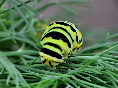 3528435865_bf9254ac88.jpg
