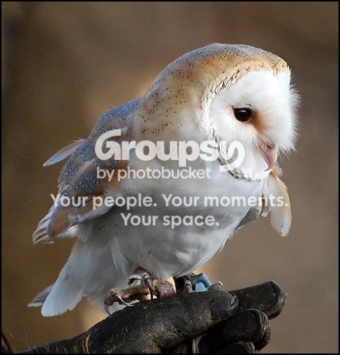 Owl01a.jpg