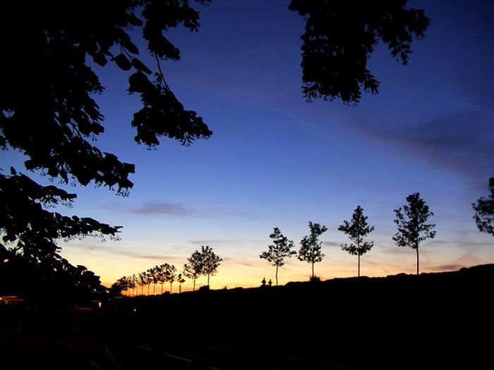 TreeLineSunsetGaronne.jpg