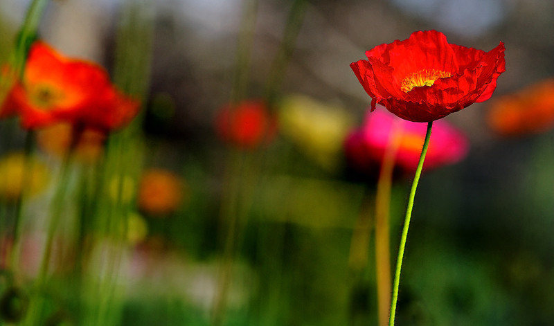 2CBL3893-L.jpg