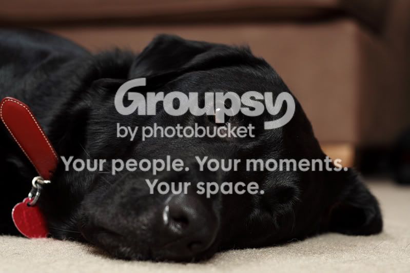 DogPortrait4.jpg