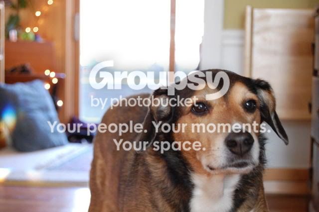 Daphne.jpg