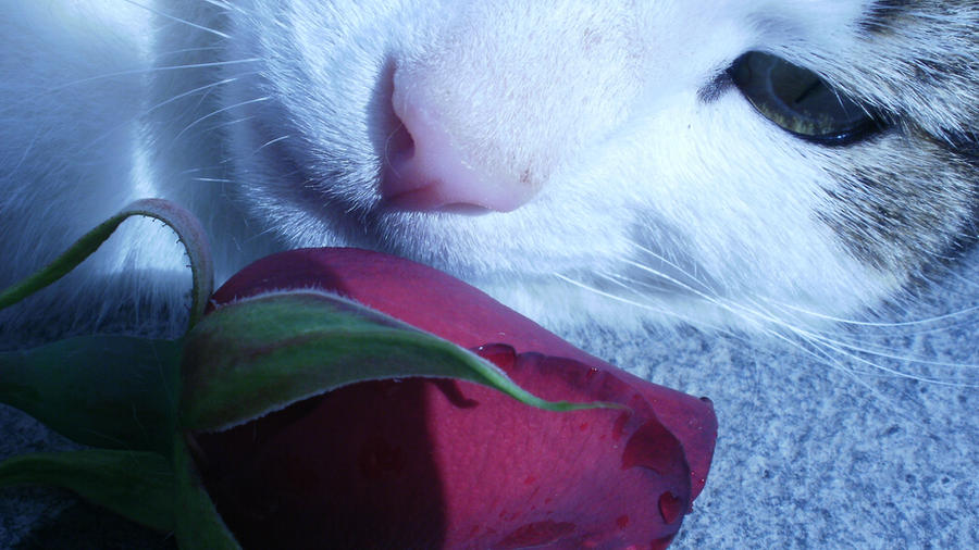 feeling_fine___feeling_feline_by_nunak-d3hlw98.jpg