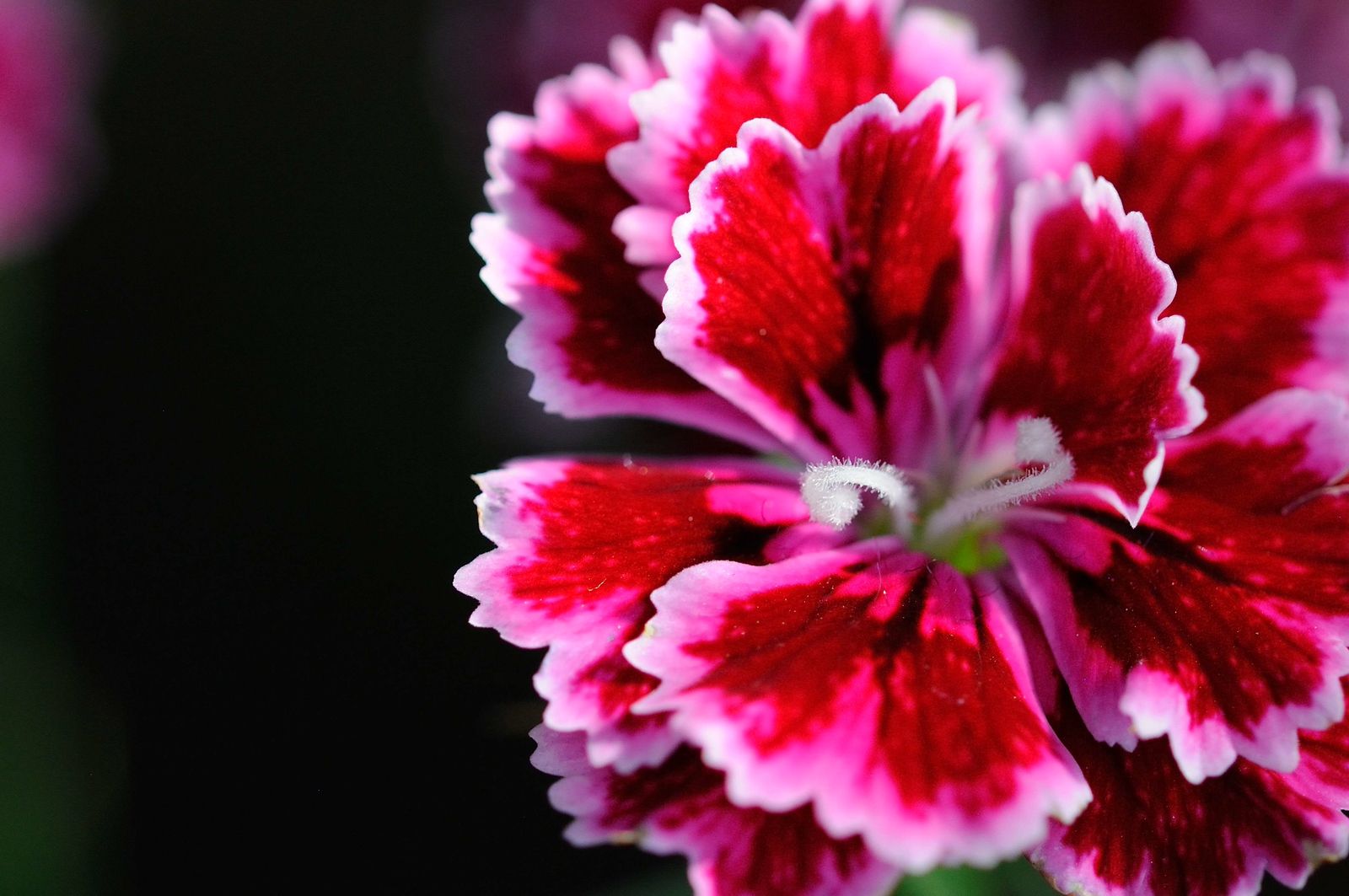 DSC_00112-X3.jpg