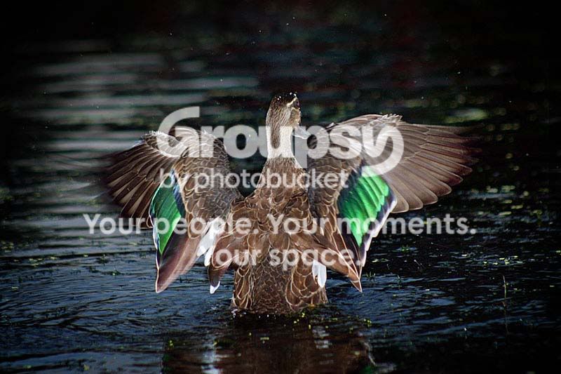 IMG_6513ducksmallforweb100kb.jpg