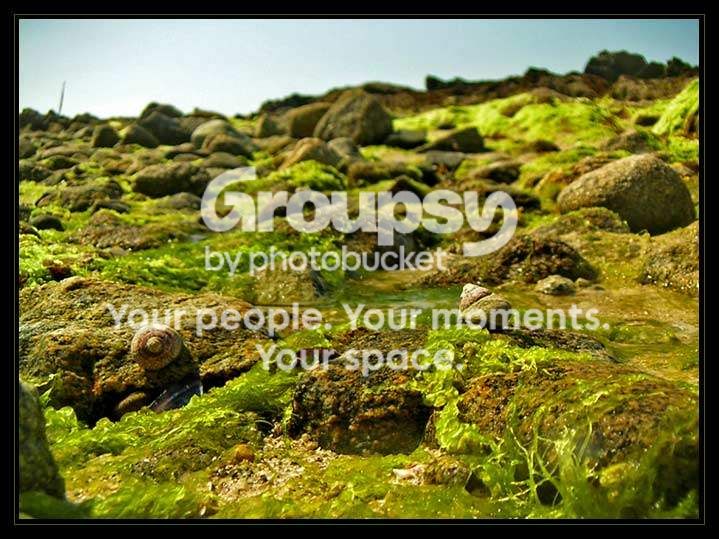 PICT4839-Snails-Moss.jpg