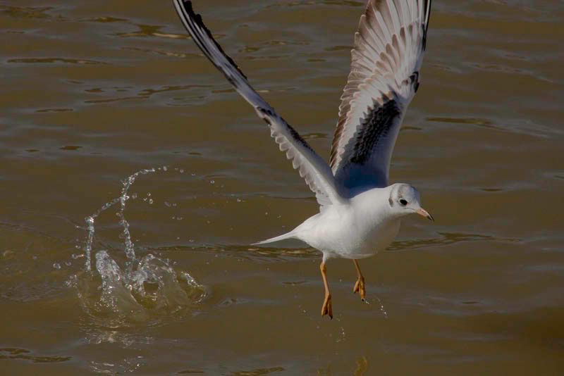 Upandawaygull.jpg