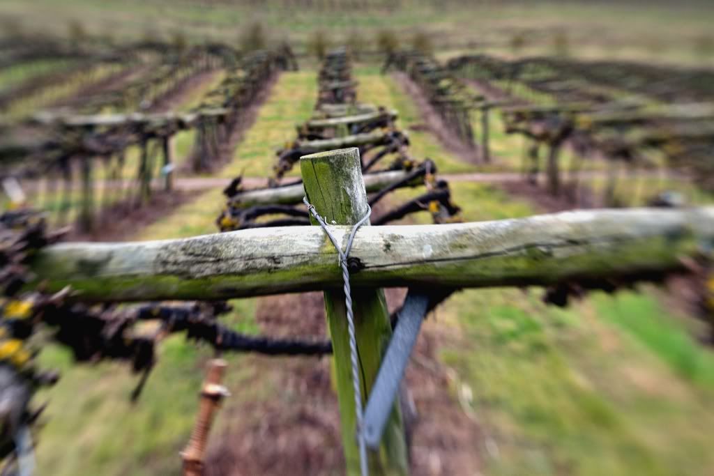 vines1.jpg