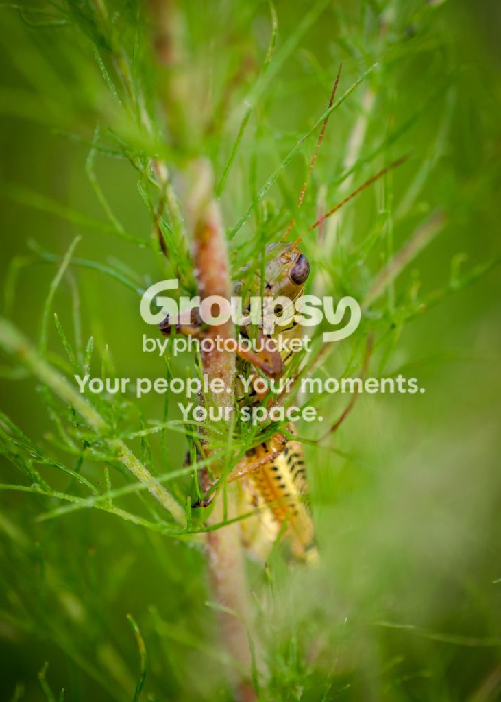 HidingGrasshopper092812-1.jpg