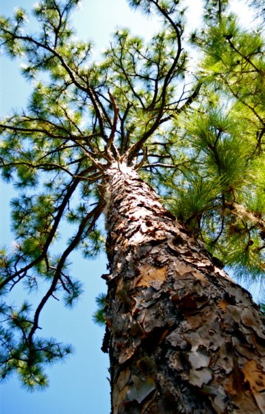 BARKing_up_the_right_tree_by_Lindera.jpg