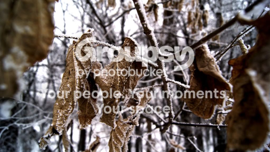 deadleaves.jpg