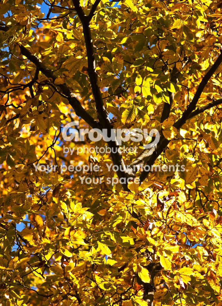 A_Fall_Tree_1.jpg