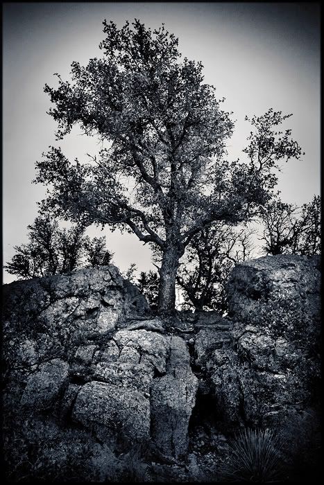 treeandsteps-twotone-sm.jpg