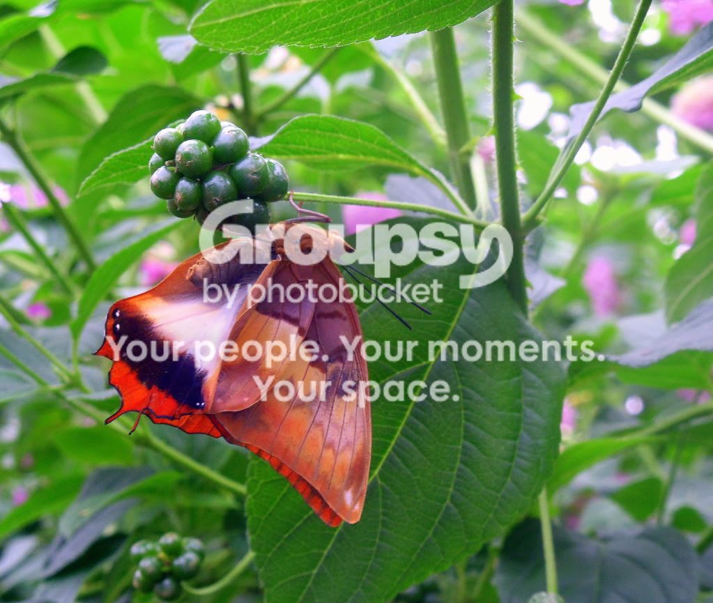 UpsidedownButterfly.jpg